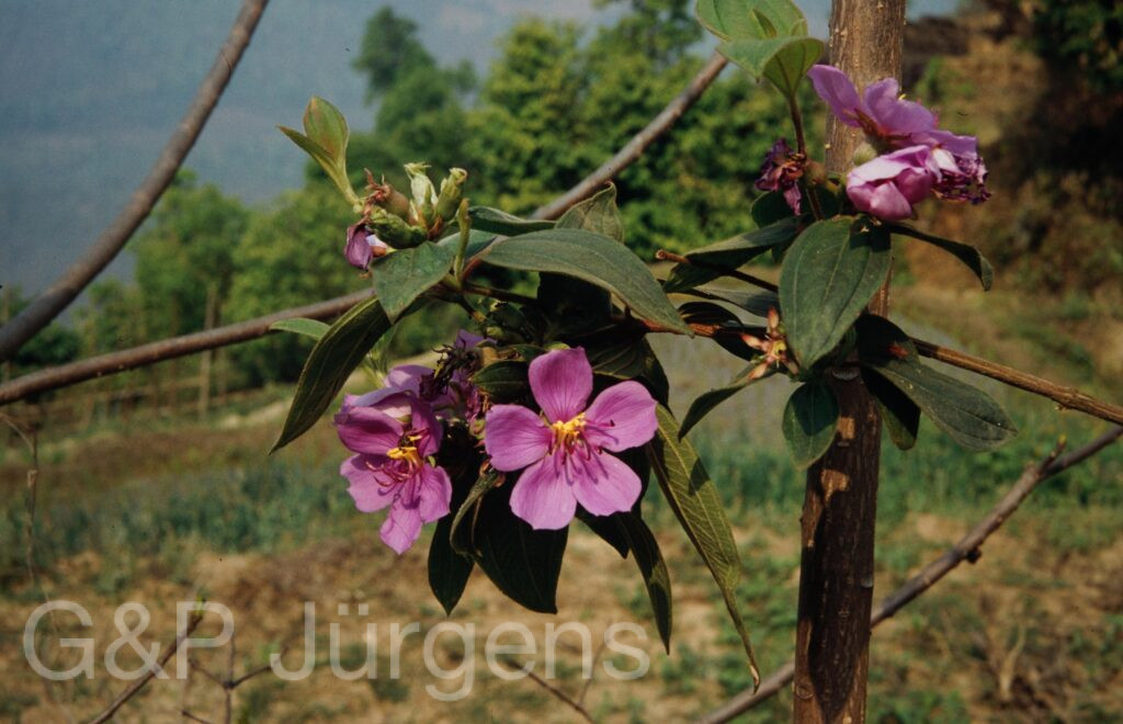 Nepal 1994 11 ergebnis