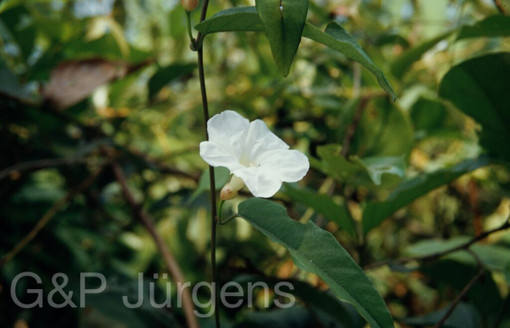 Nepal 1994 16 ergebnis