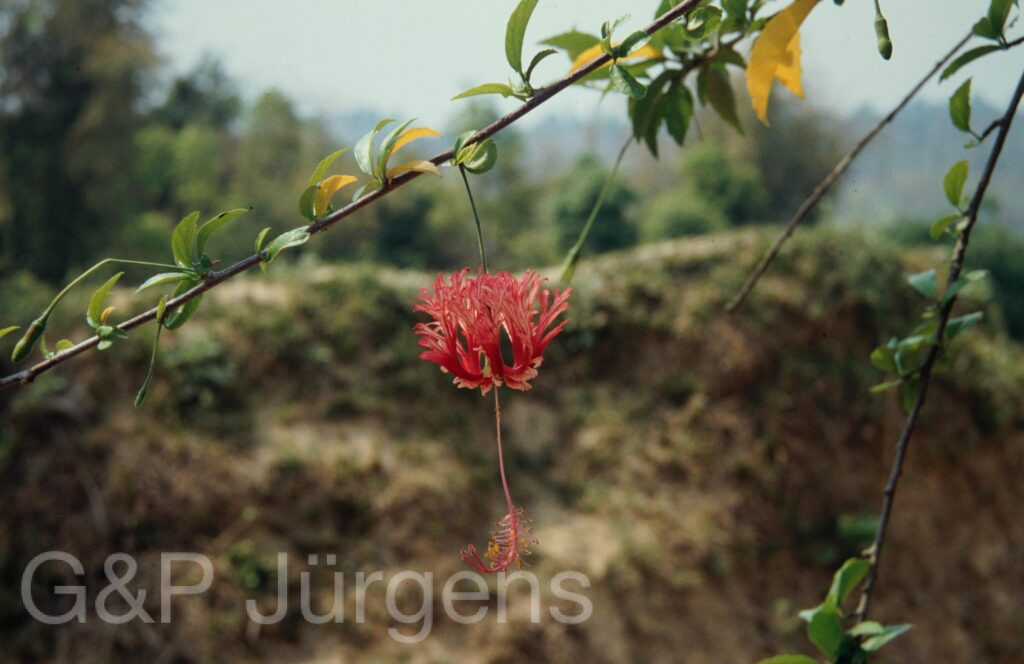 Nepal 1994 17 ergebnis