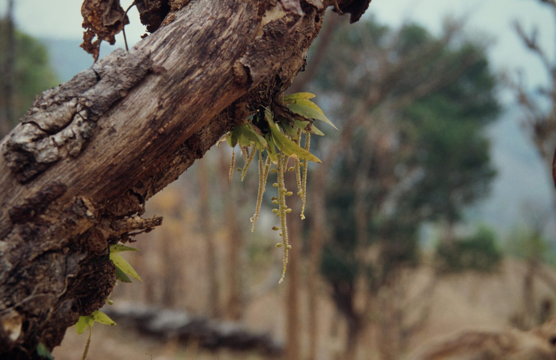 Oberonia falcata — Orchideaceae