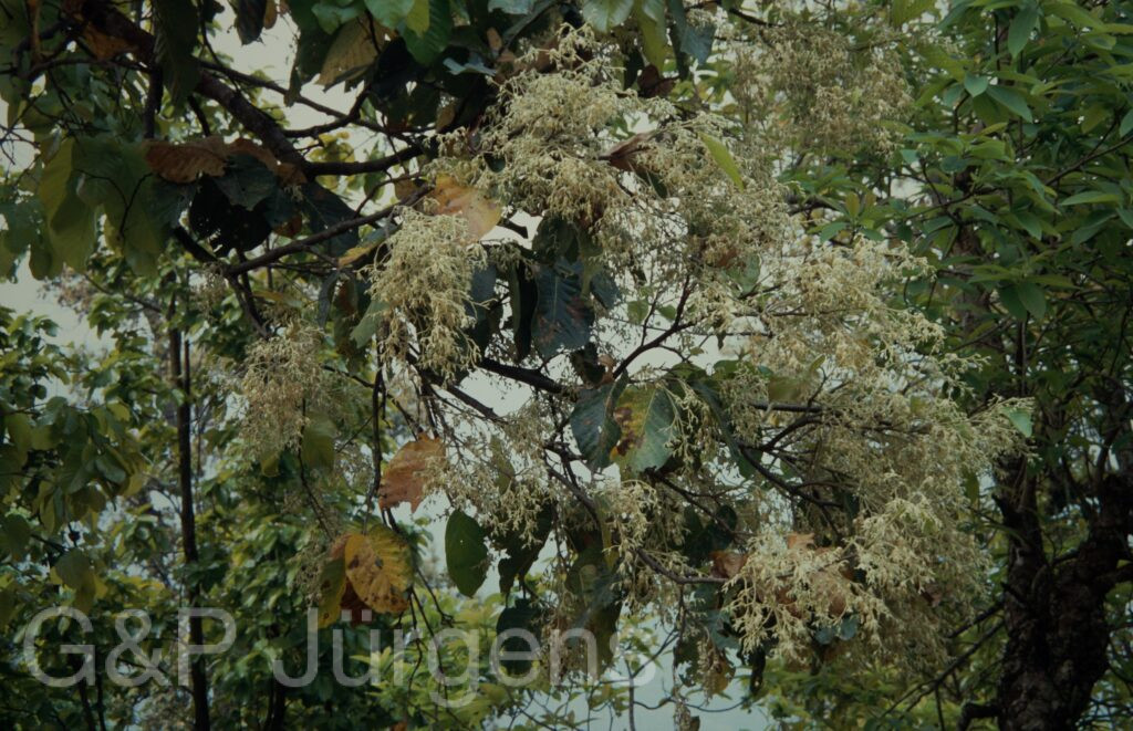 Nepal 1994 33 ergebnis