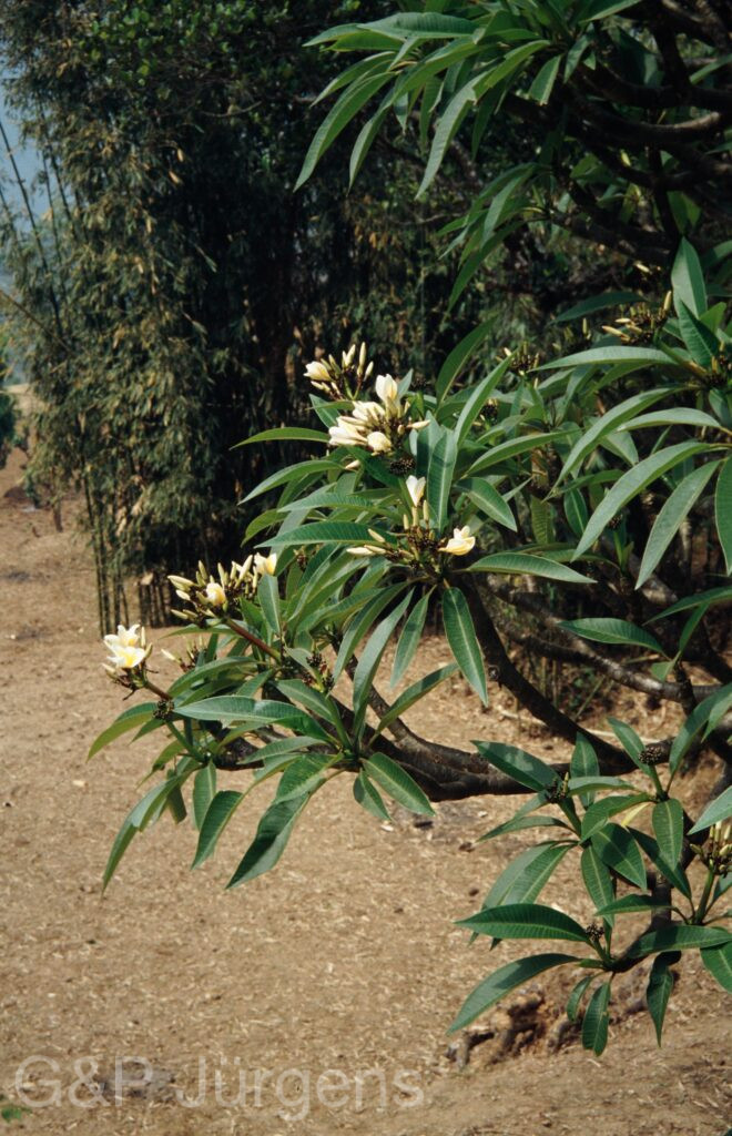 Nepal 1994 36 ergebnis