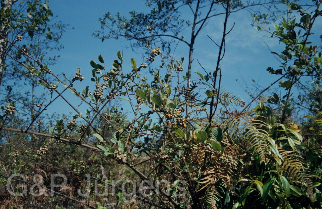 Nepal 1994 53 ergebnis