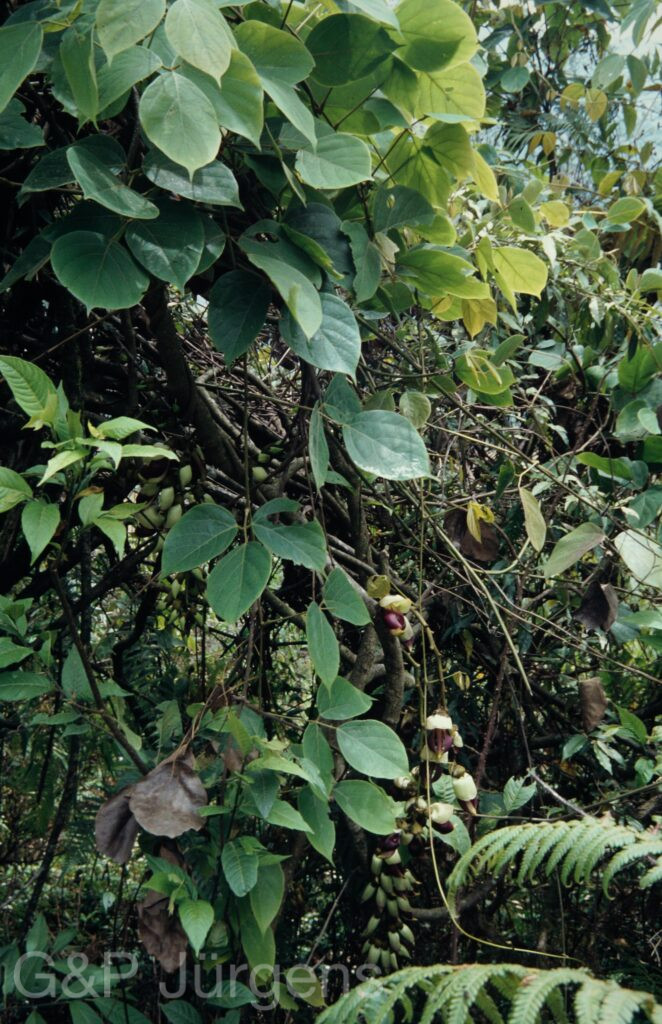 Nepal 1994 57 ergebnis