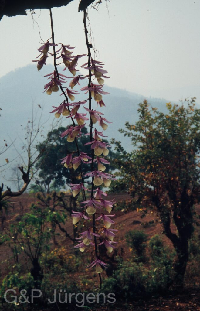 Nepal 1994 8 ergebnis