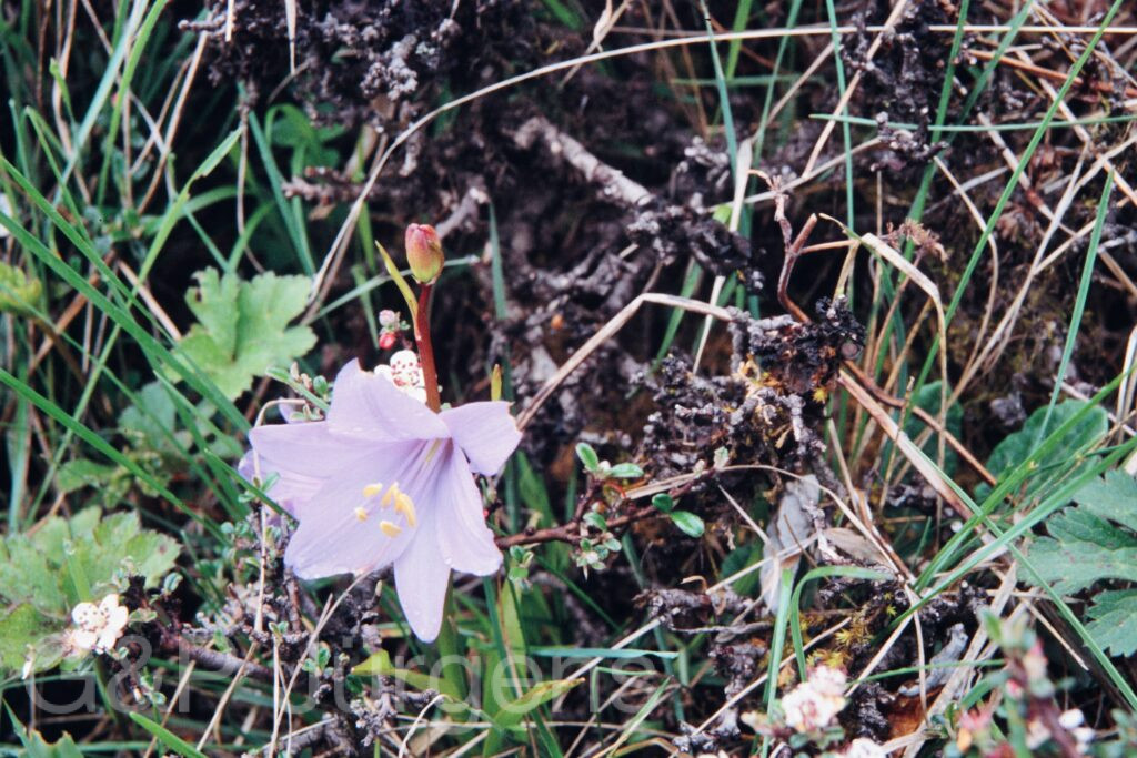 Nepal 99 32 ergebnis