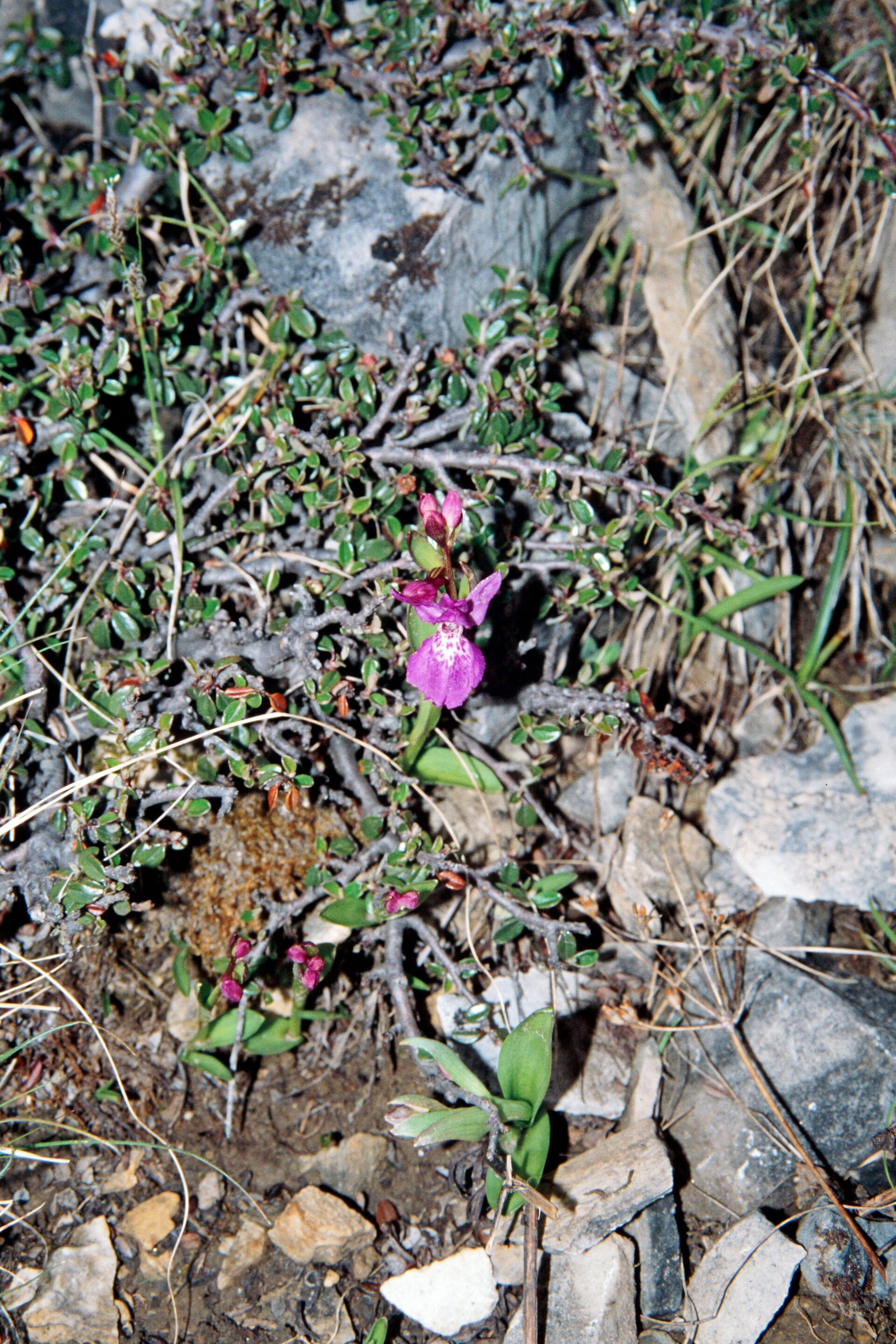 Galearis roborovskii — Orchideaceae