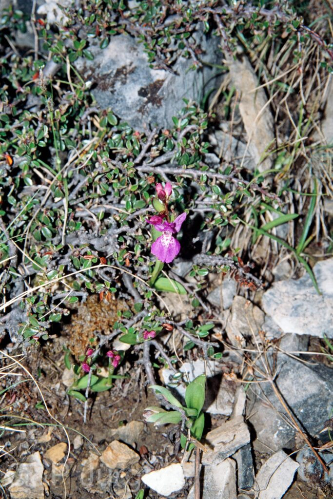 Nepal 99 34 ergebnis