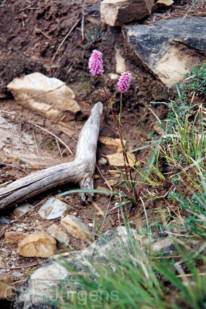 Nepal 99 35 ergebnis