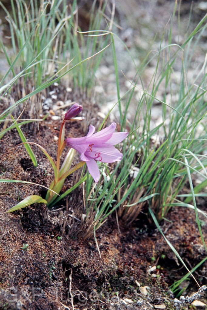 Nepal 99 379 ergebnis