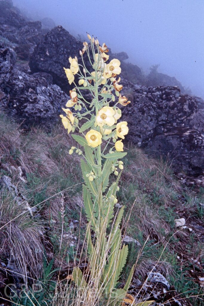 Nepal 99 38 ergebnis