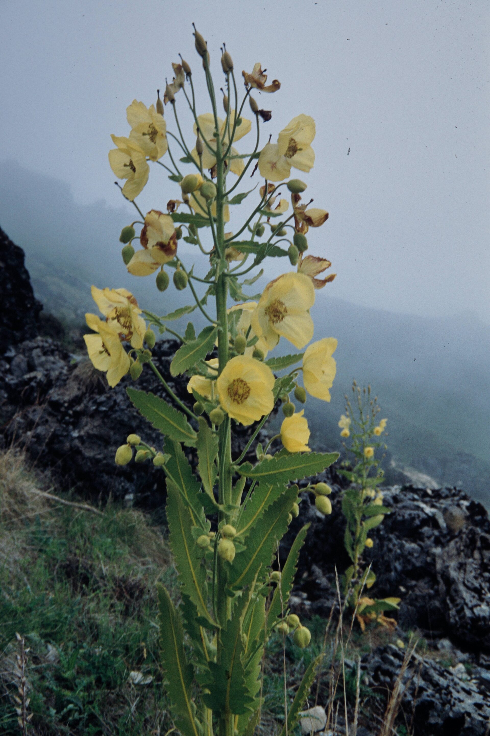 Meconopsis species — Papaveraceae