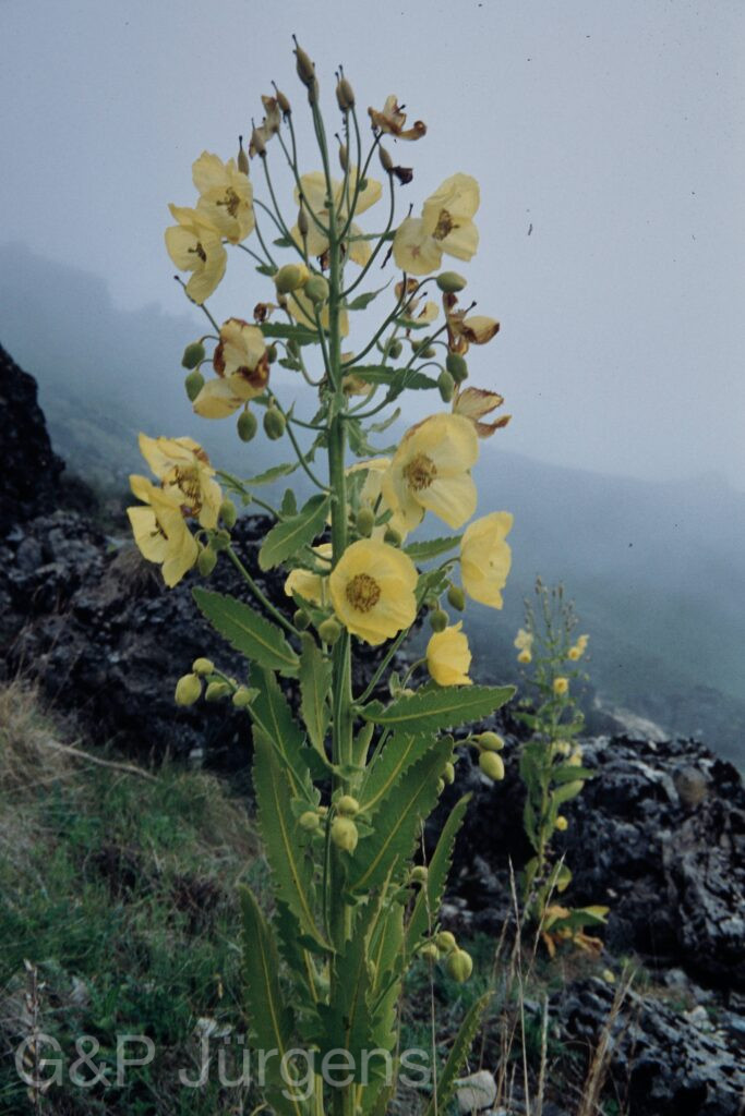 Nepal 99 39 ergebnis