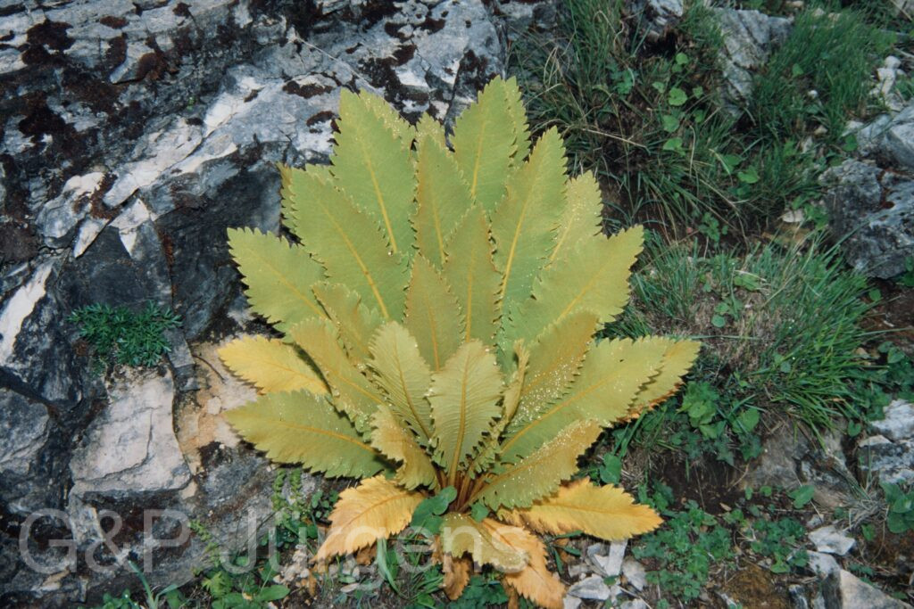 Nepal 99 41 ergebnis