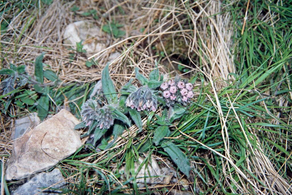 Nepal 99 42 ergebnis