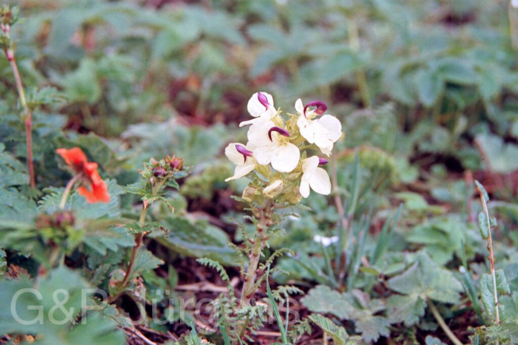 Nepal 99 43 ergebnis