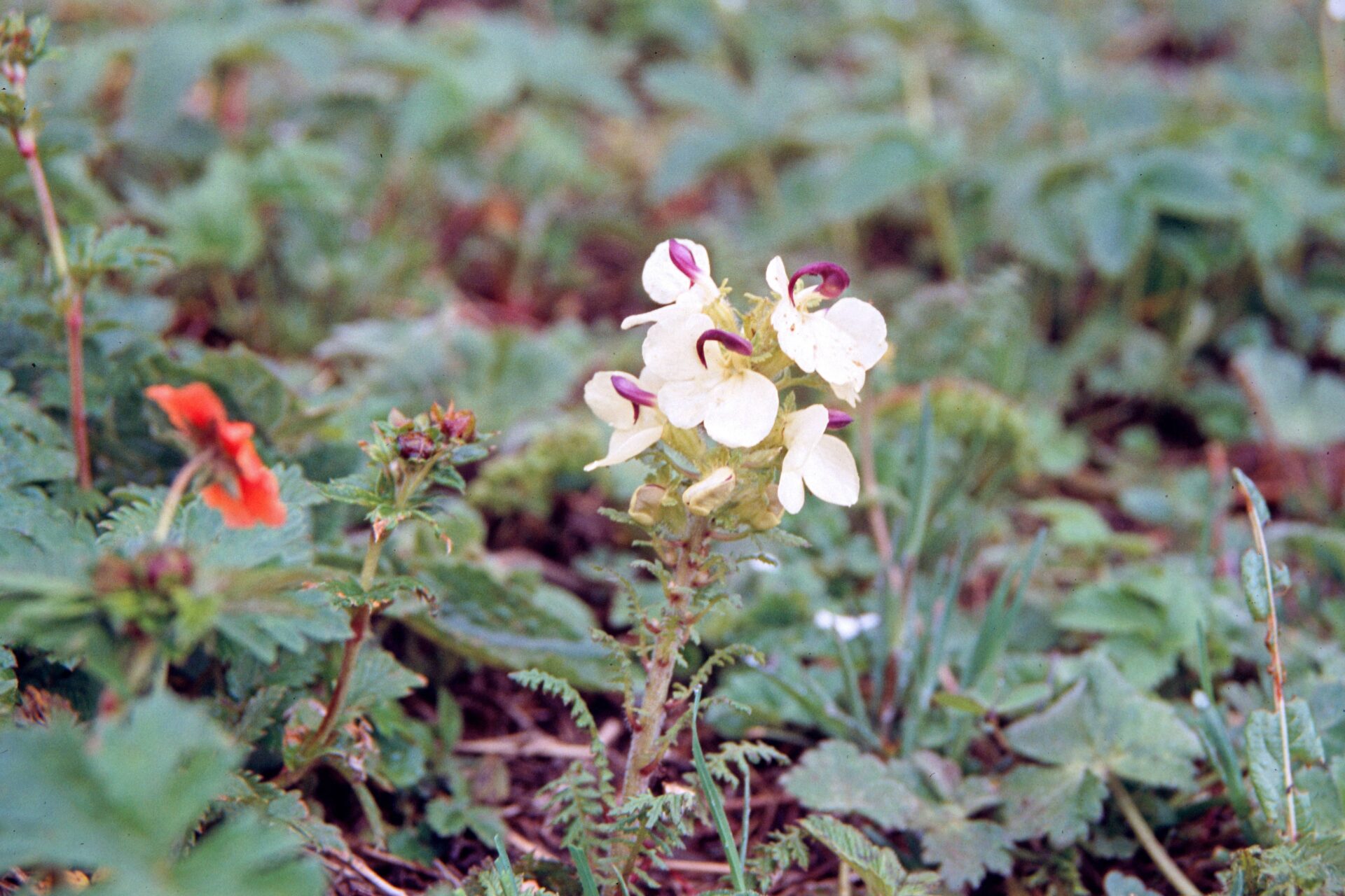Pedicularis klotzschii — Orobanchaceae
