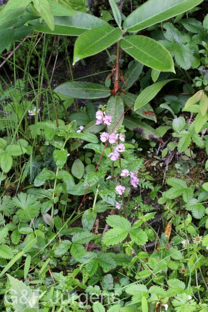 Pedicularis furfuraceae ergebnis