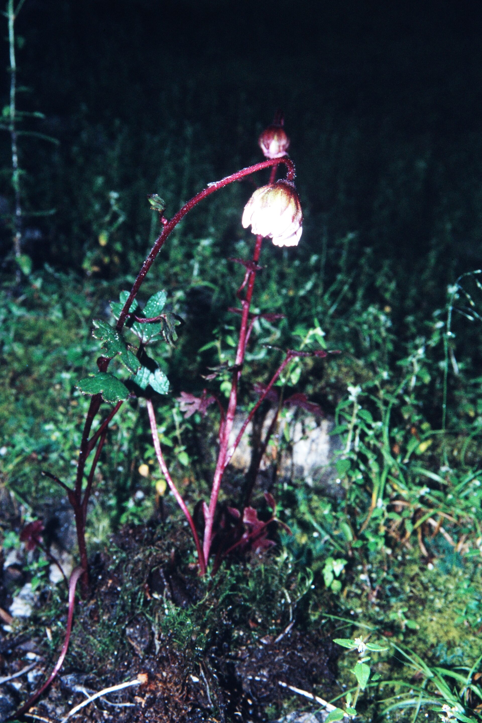 Cremanthodium palmatum — Asteraceae