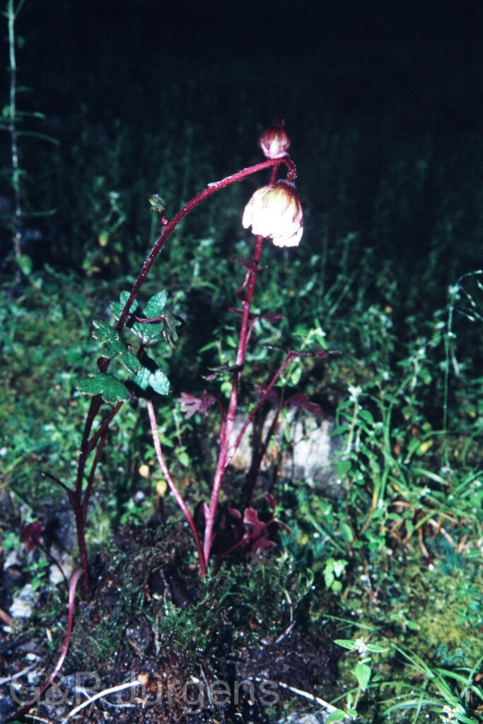 Sikkim2003 335 G472