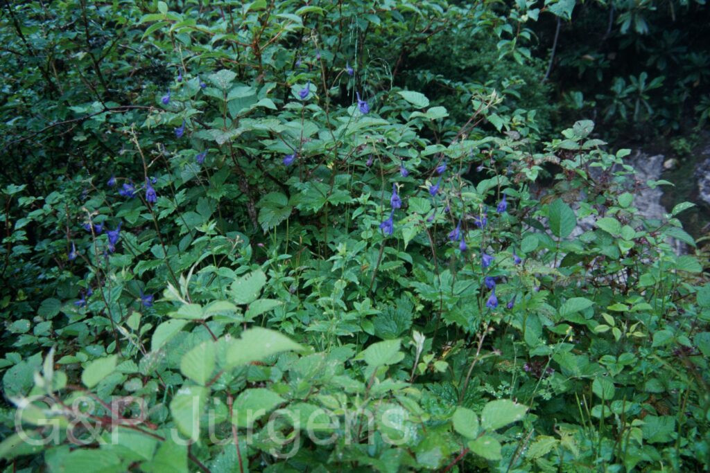 Sikkim2003 341 G480