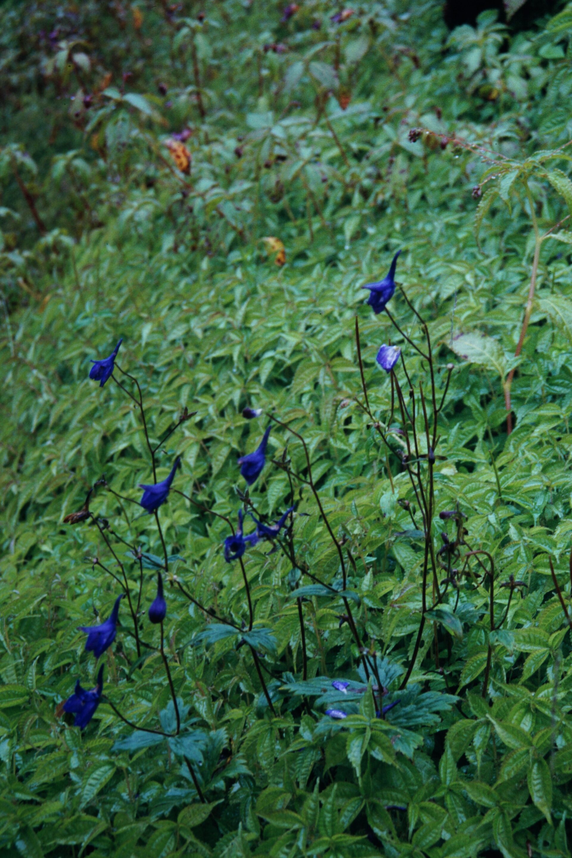 Delphinium ludlowii — Ranunculaceae