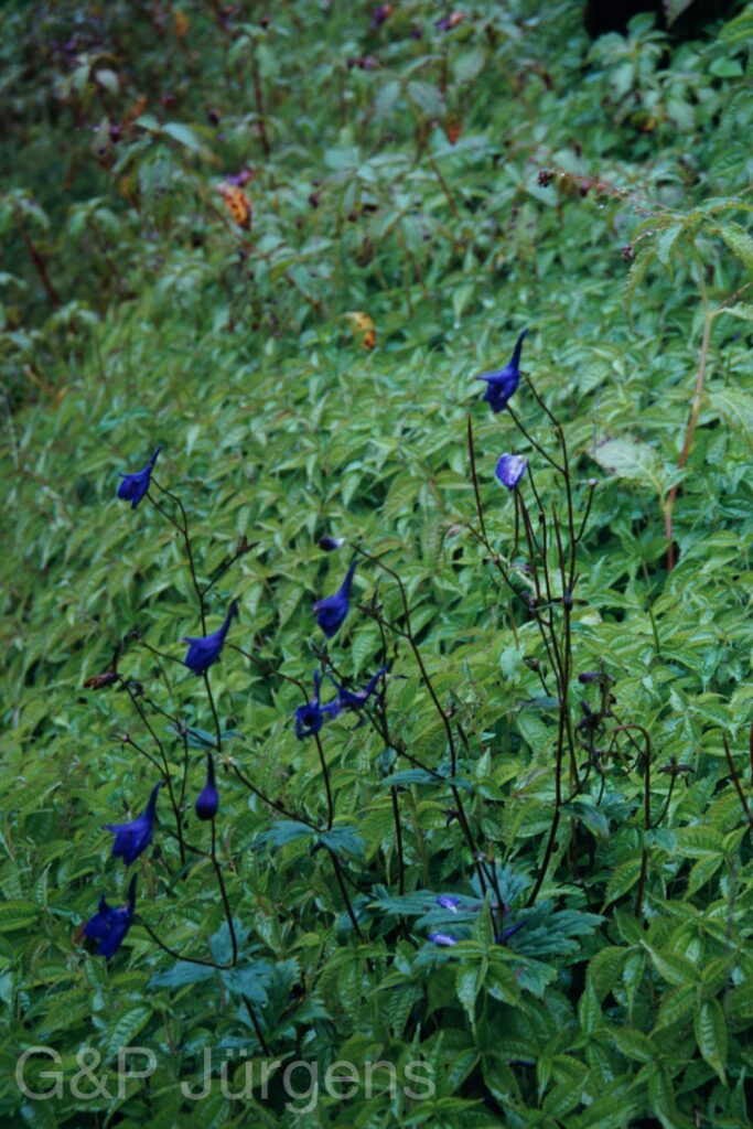Sikkim2003 342 P481