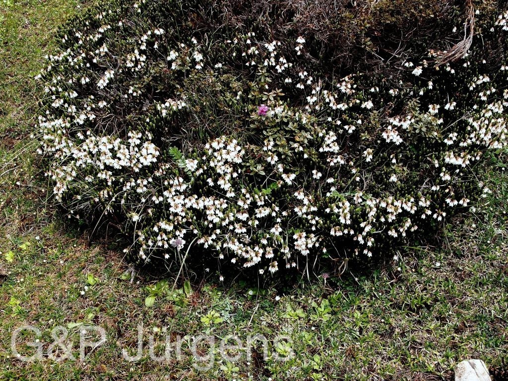 Sikkim2011 135