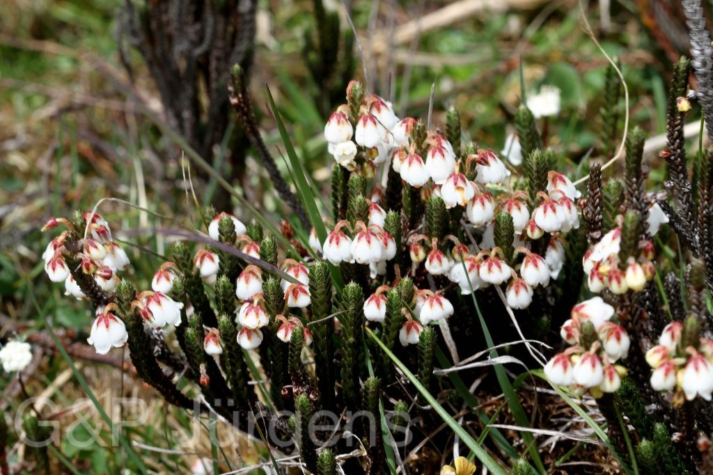 Sikkim2011 137
