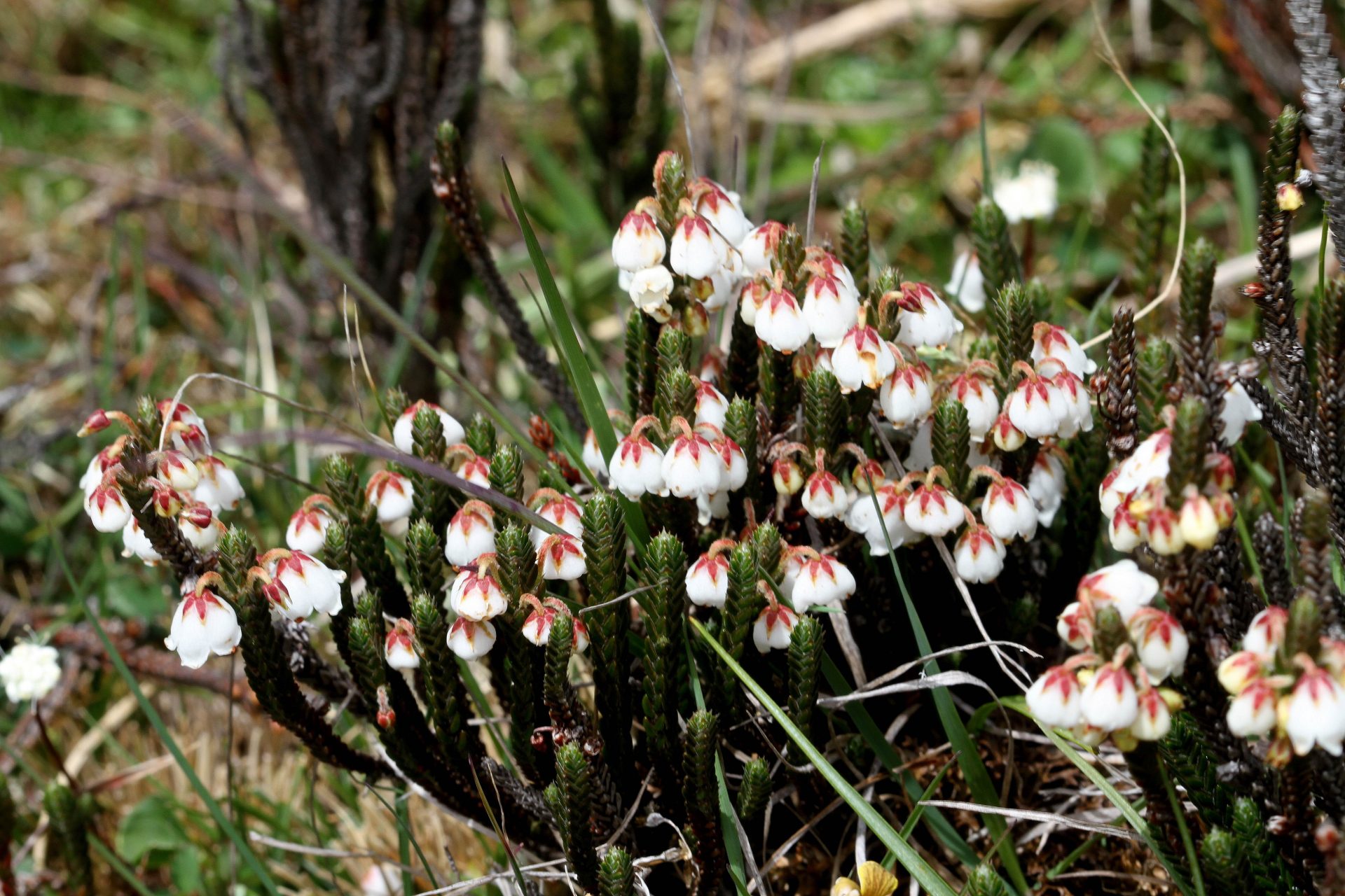 Cassiope fastigiata — Ericaceae