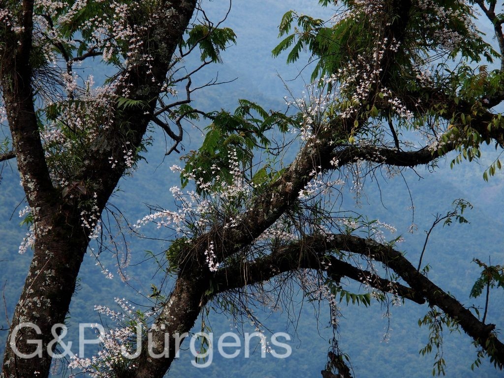 Sikkim2011 17