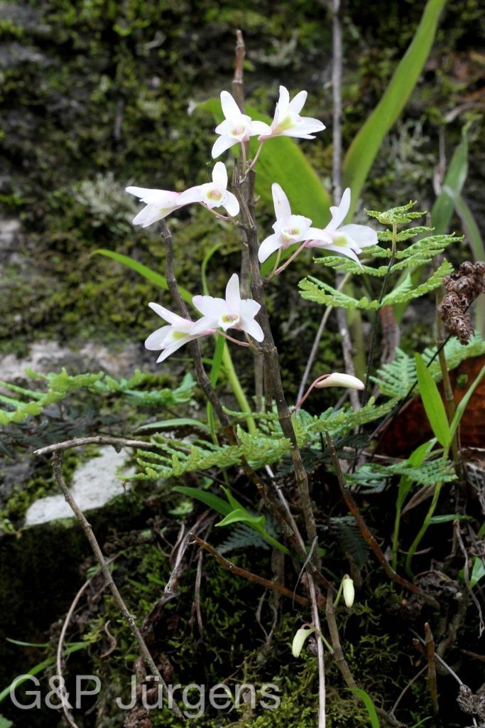 Sikkim2011 173