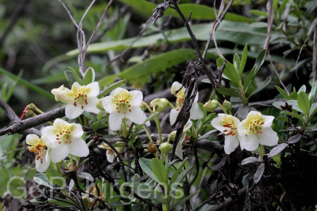 Sikkim2011 183