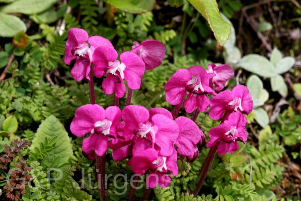 Sikkim2011 202