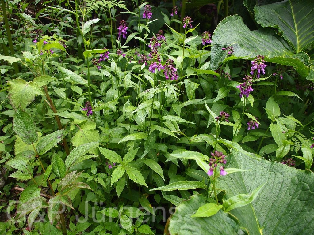 Sikkim2011 380