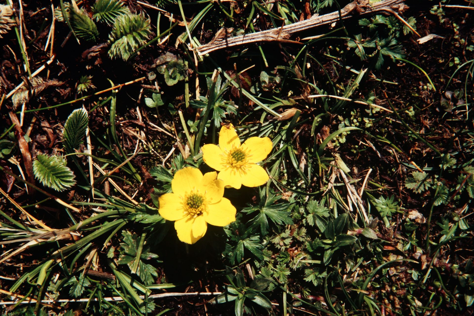 Trollius sikkimensis — Ranunculaceae