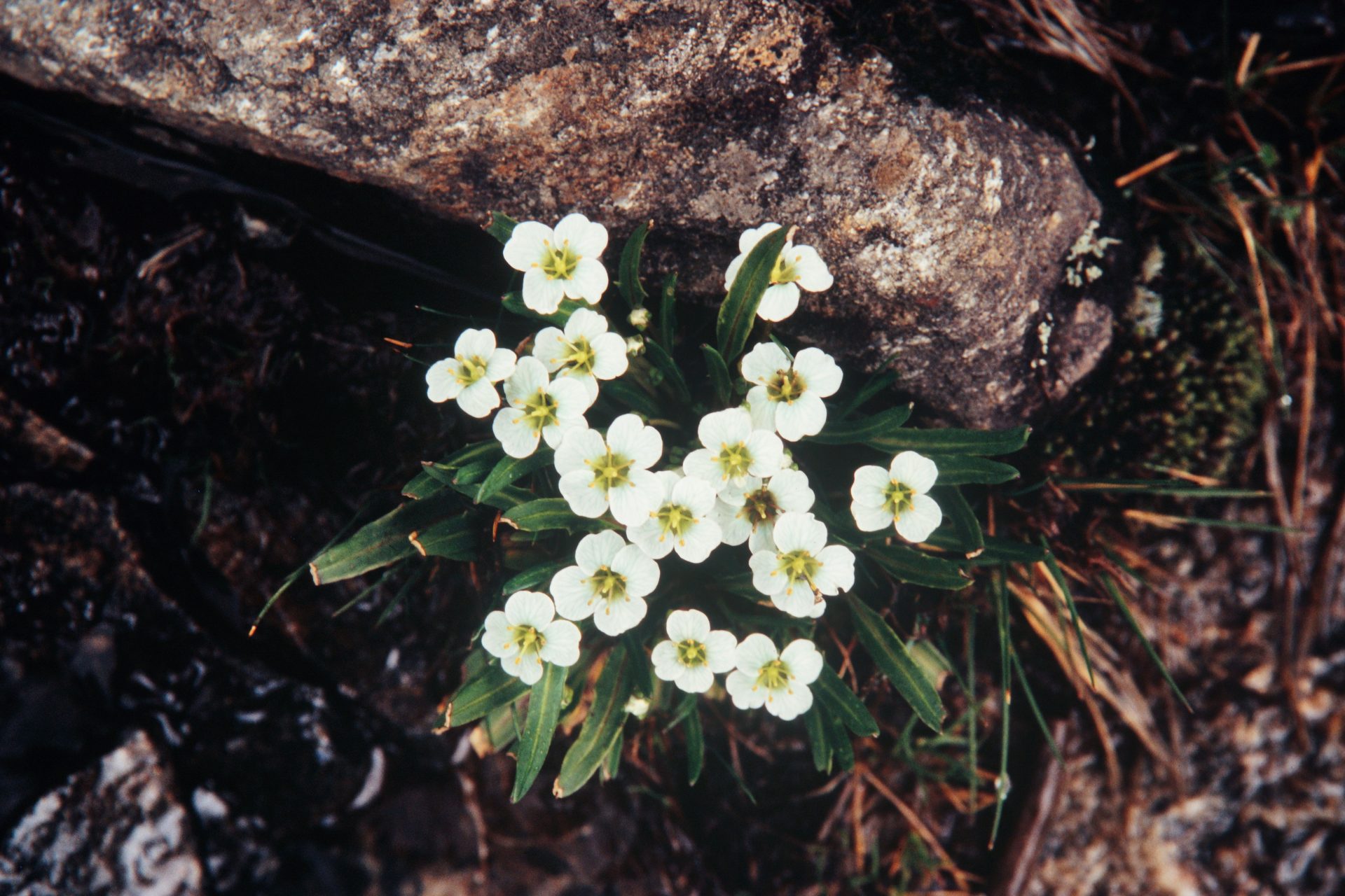 Eutrema scapiflorum — Brassicaceae