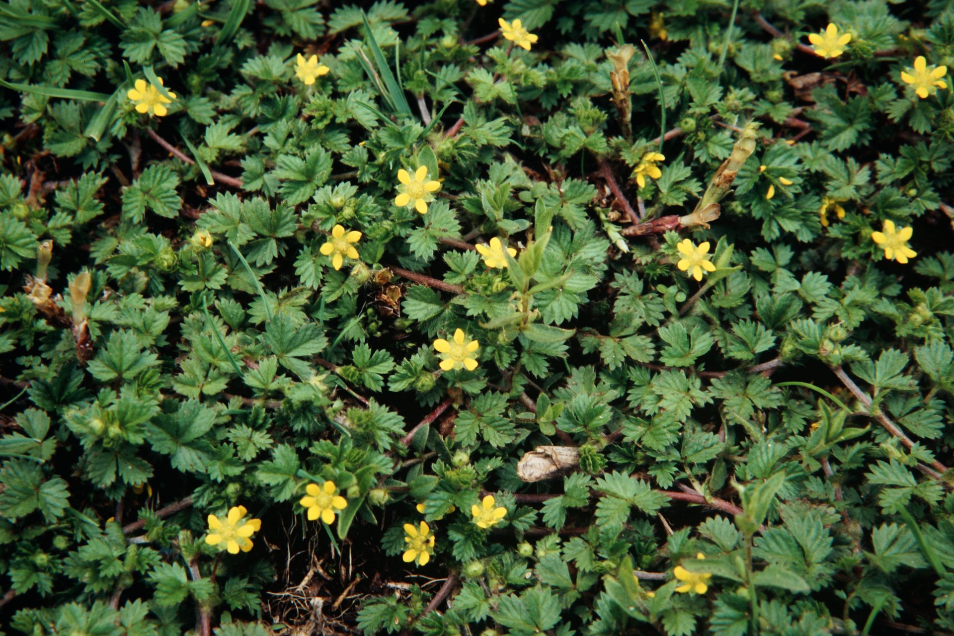 Potentilla sundaica — Rosaceae