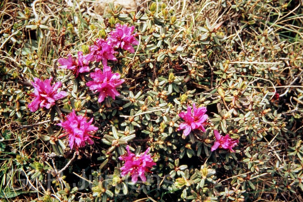 Bh09 6 P8