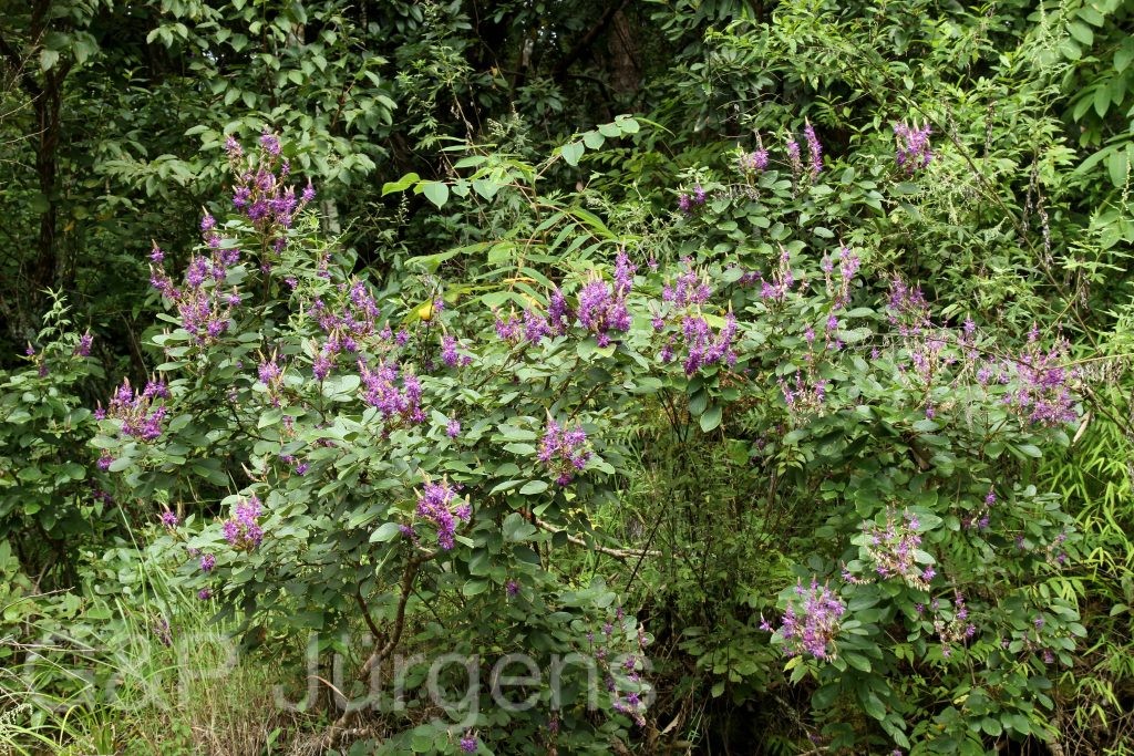 Bhutan2012 1004