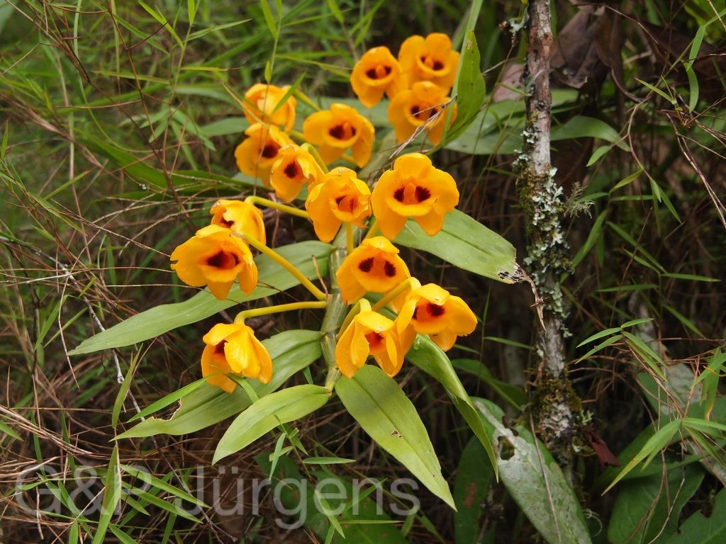 Bhutan2012 1007