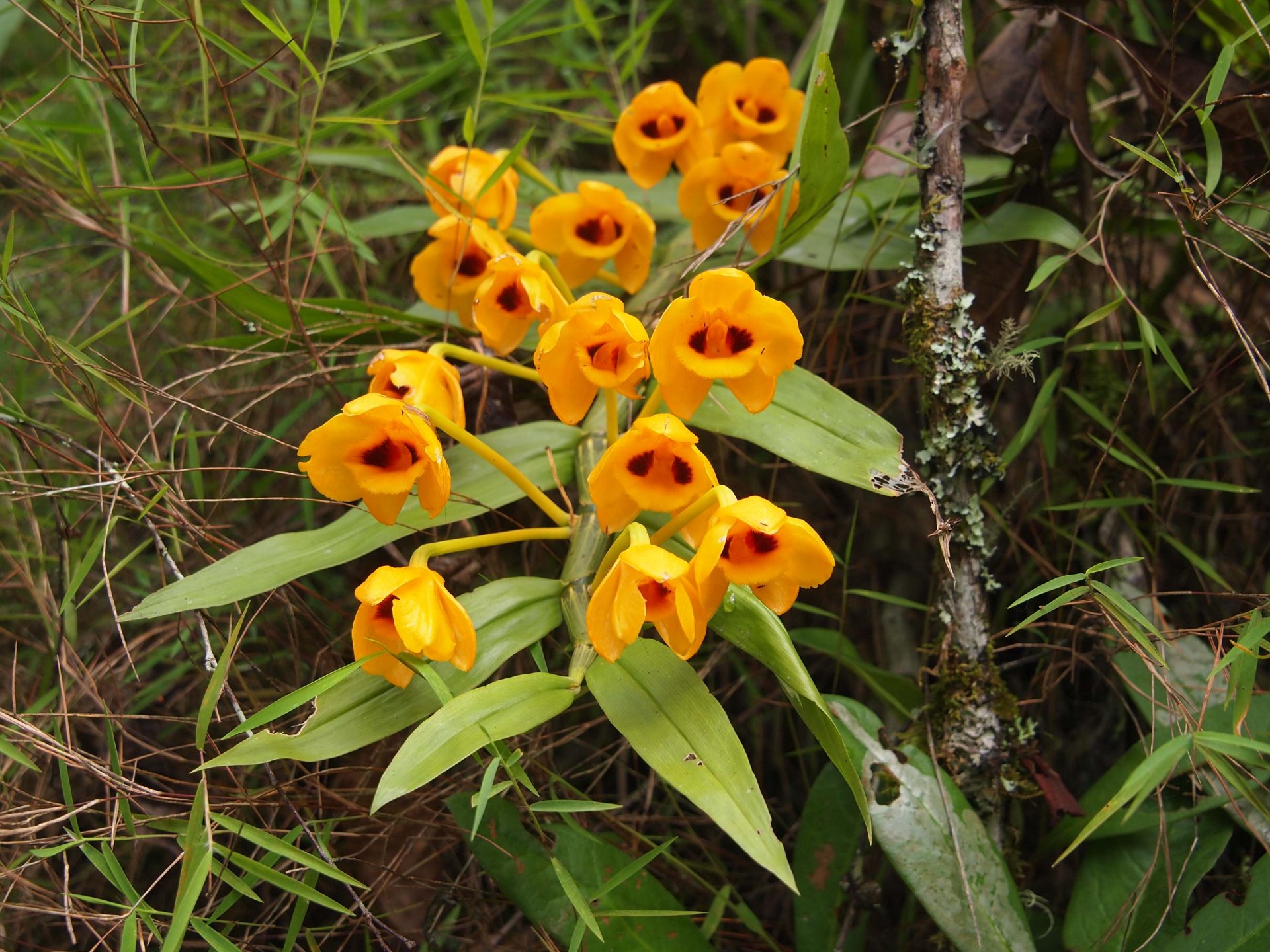 Dendrobium gibsonii — Orchideaceae