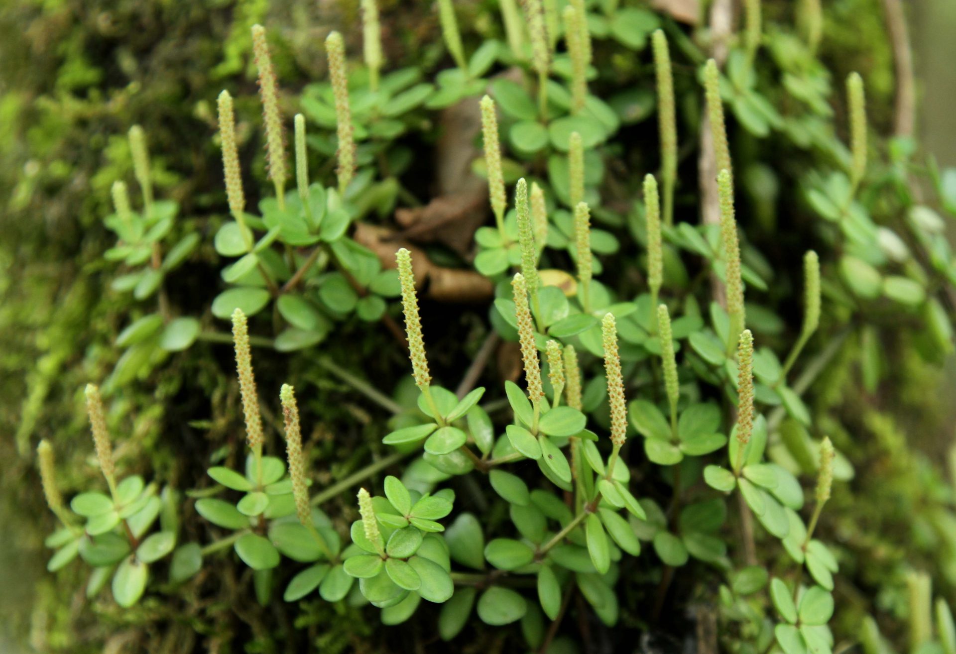 Peperomia tetraphylla — Piperaceae