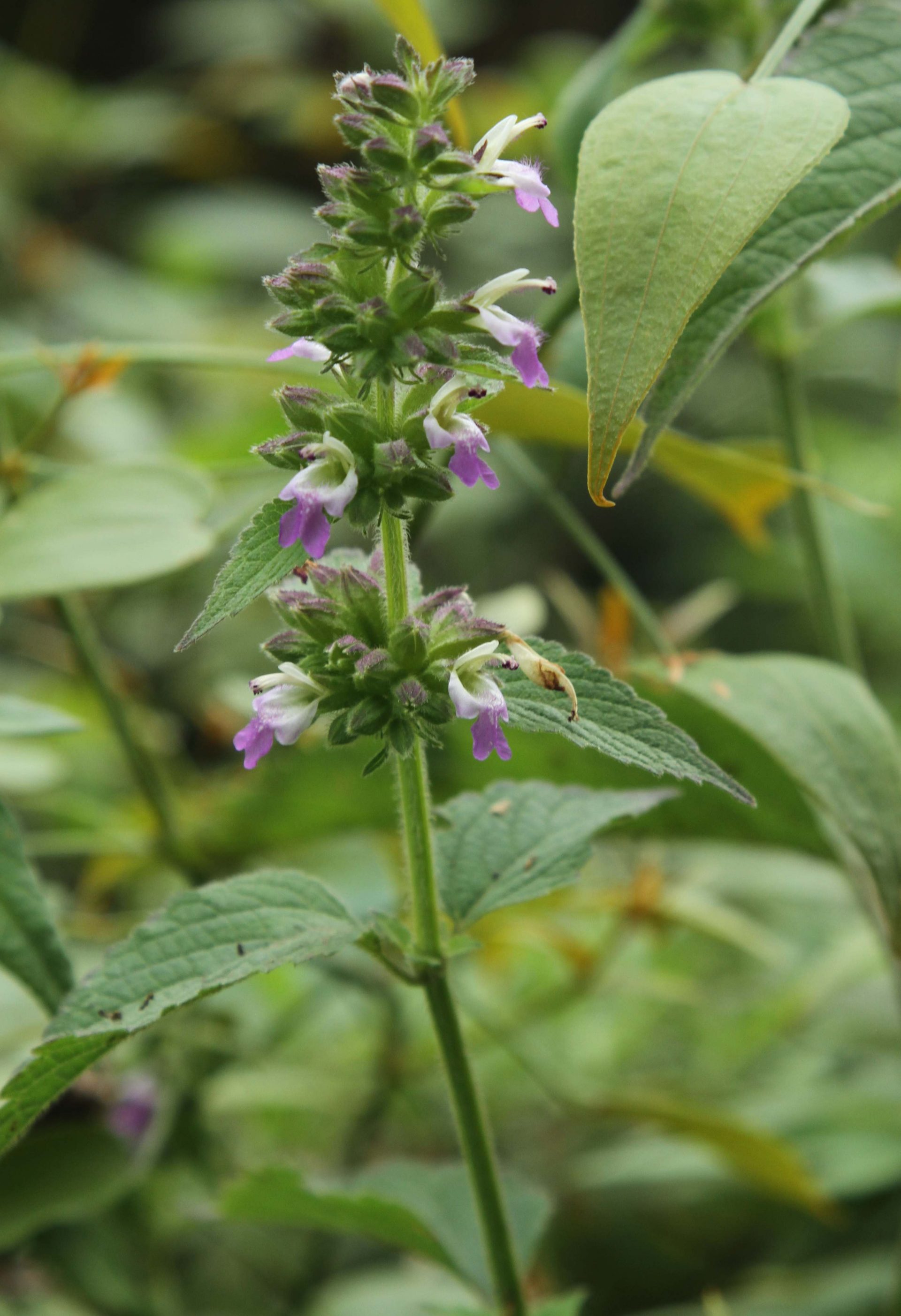 Anisomeles indica — Lamiaceae