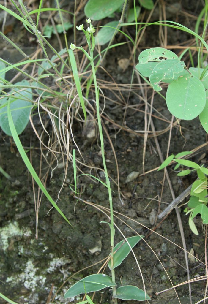 Bhutan2012 1024