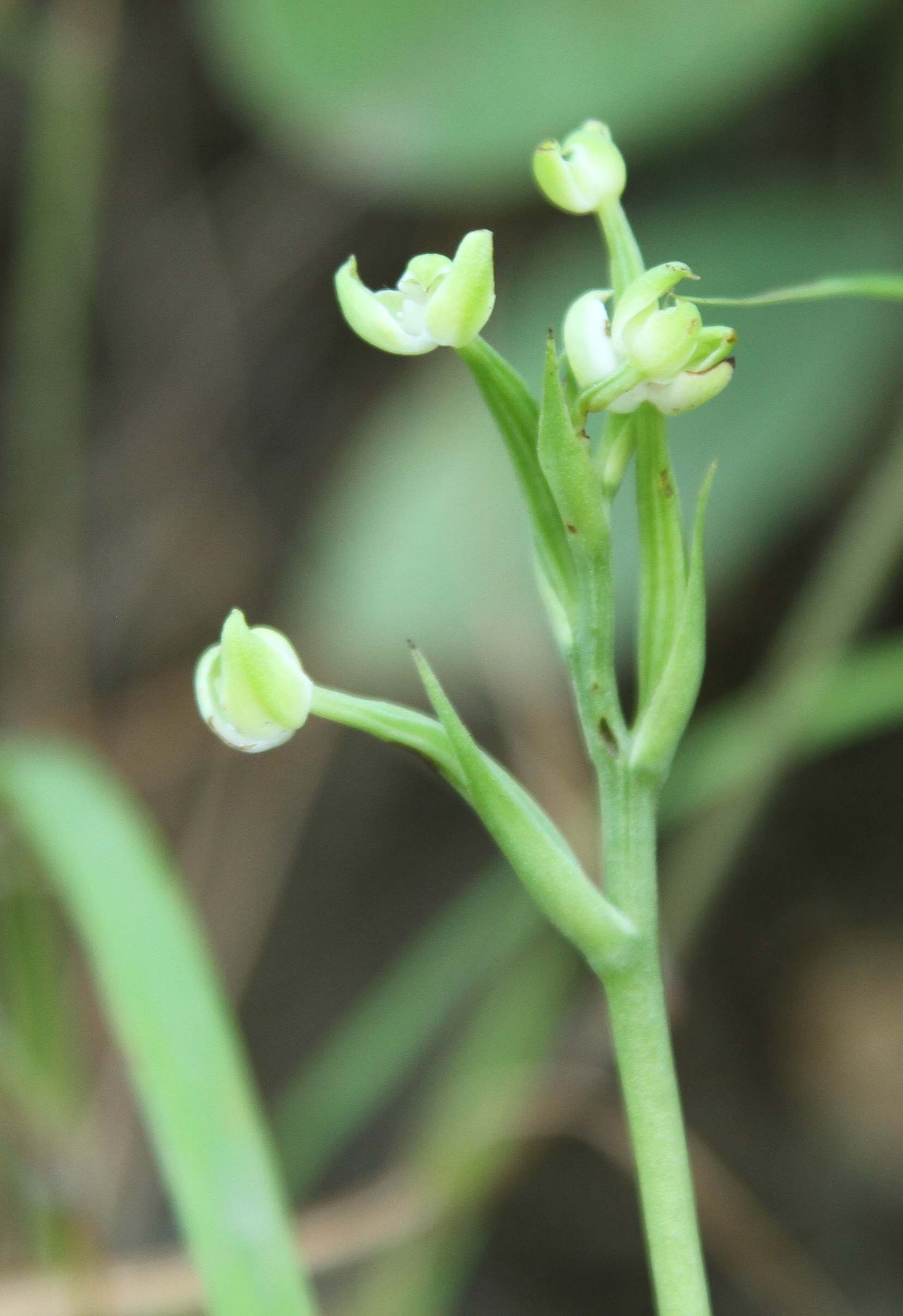 Zeuxine goodyeroides — Orchideaceae