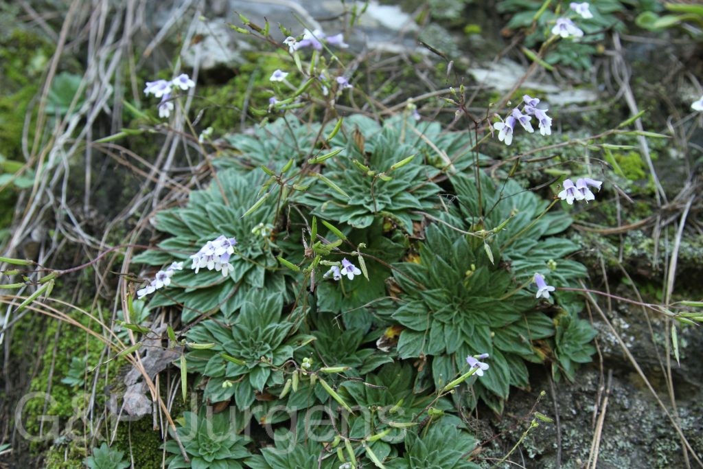 Bhutan2012 1027