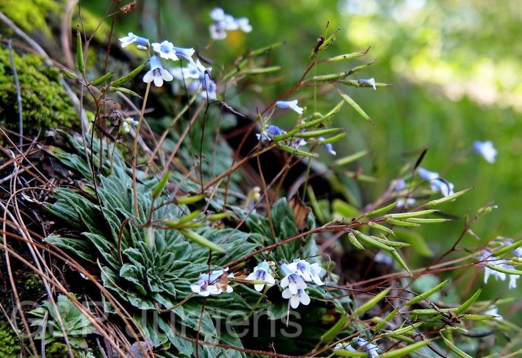 Bhutan2012 1028