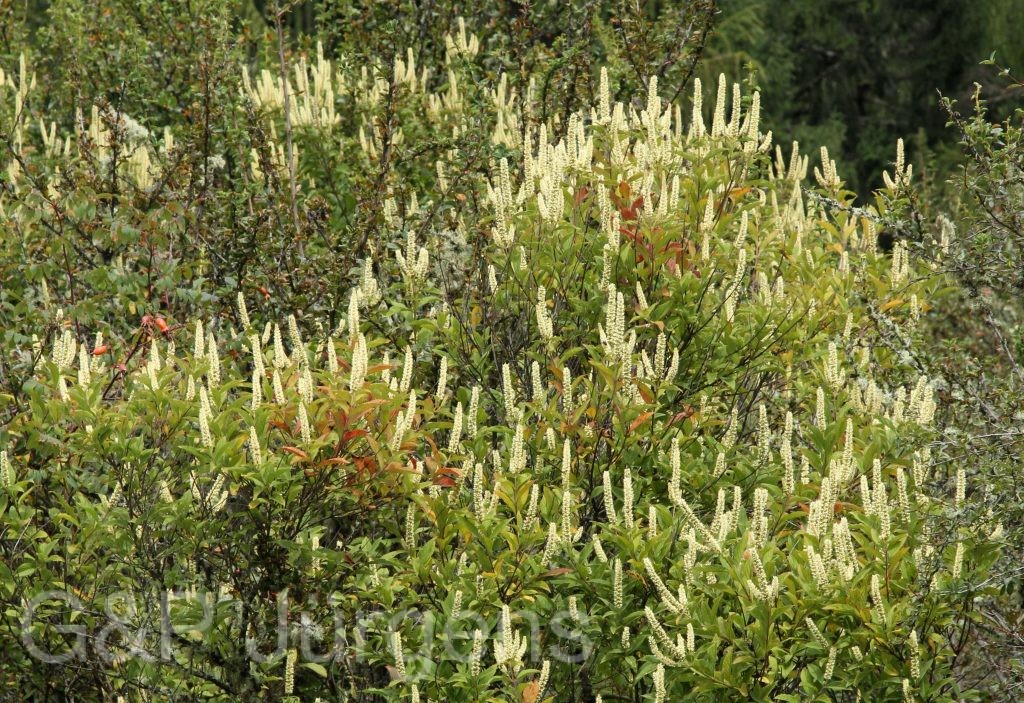Bhutan2012 104