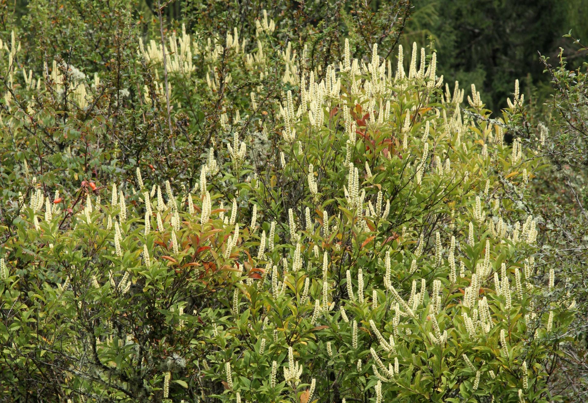 Elsholtzia fruticosa — Lamiaceae